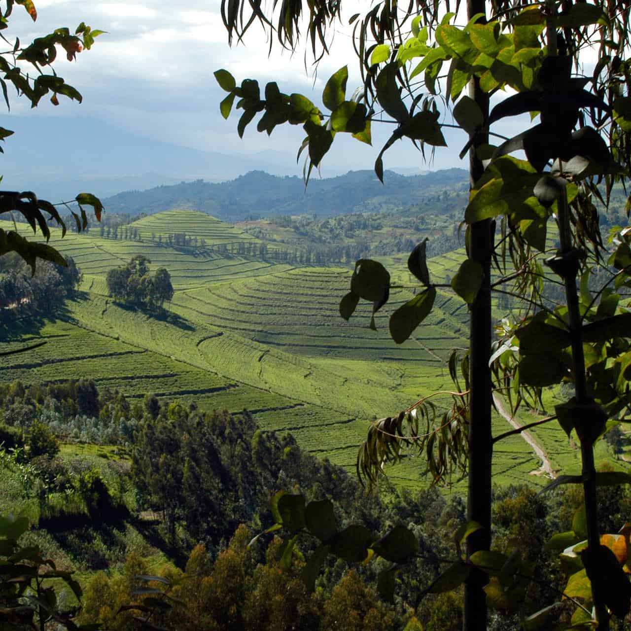 Kenyan Tea