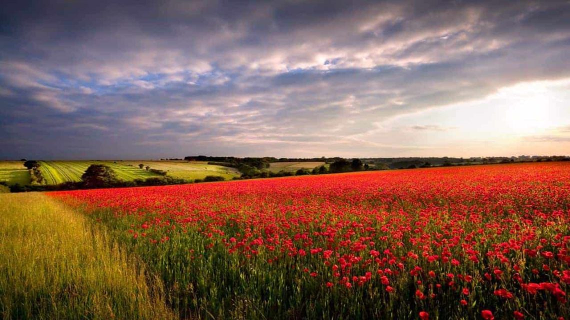 Red Poppies between Burford & Stow-min