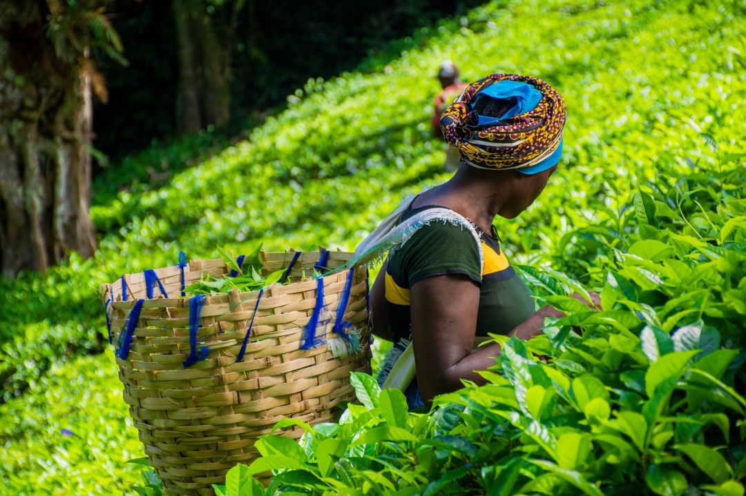 tea plantation Africa 3 Birchall English Breakfast Tea is harvested from the best tea plantations in East Africa