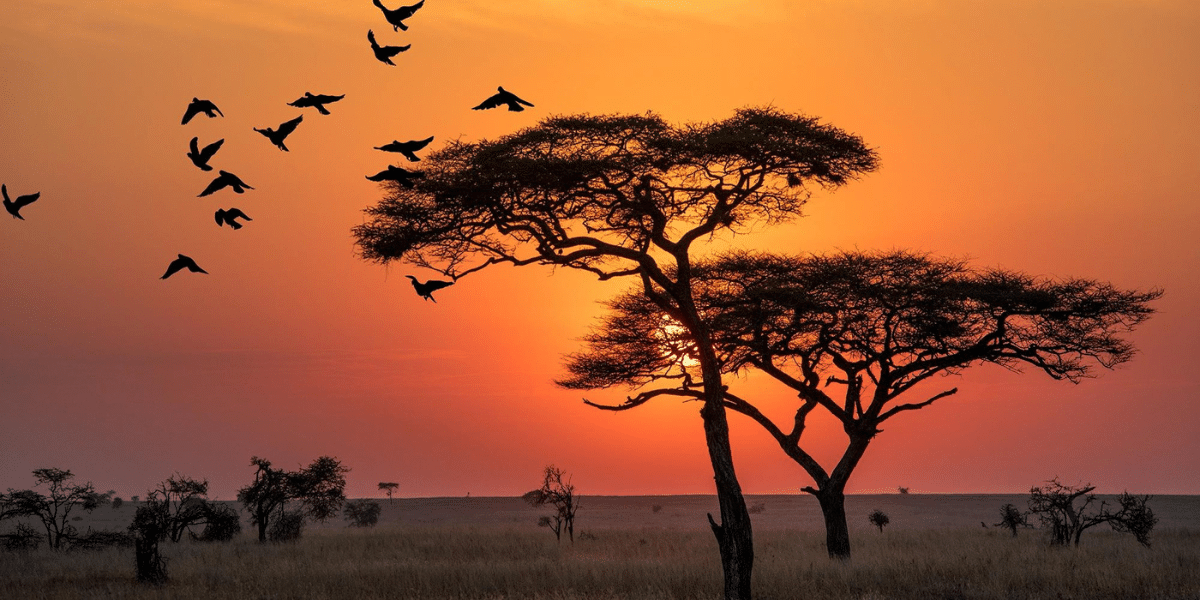 east africas finest tea sunset tree 1200x600 1