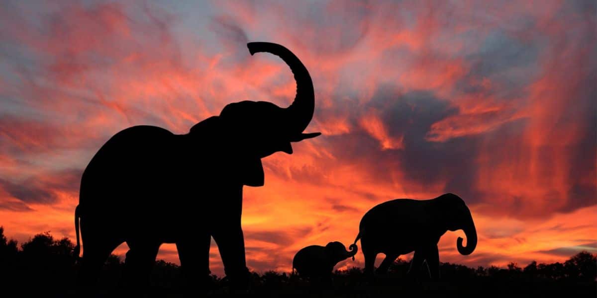 Elephants sunset 1200x600 1