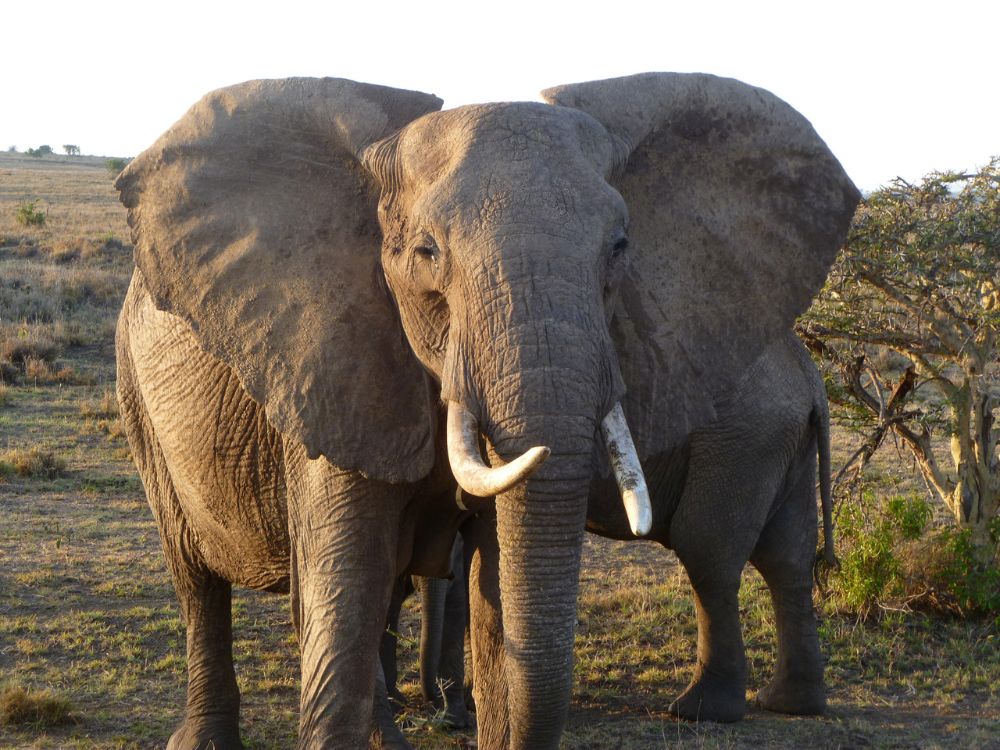 elephant on borana 1000x750 1