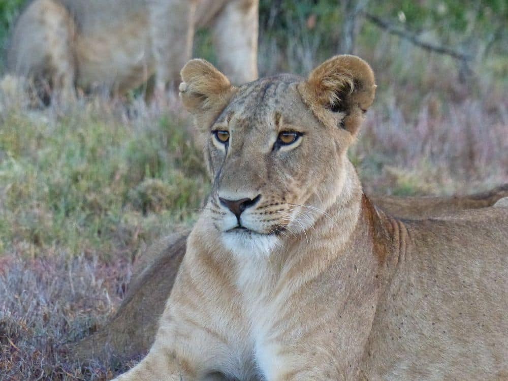 lioness on borana 1000x750 1