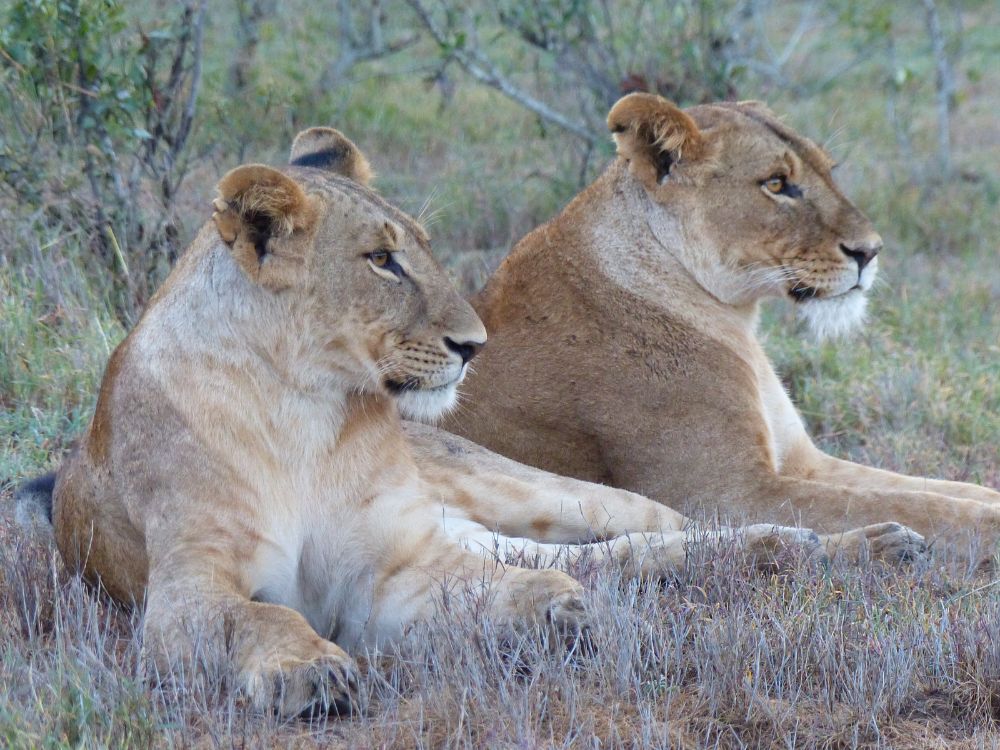 lions on borana 1000x750 1